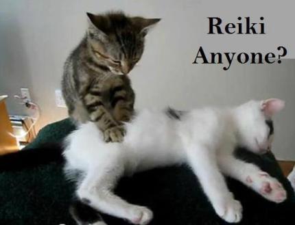 Cat offering reiki